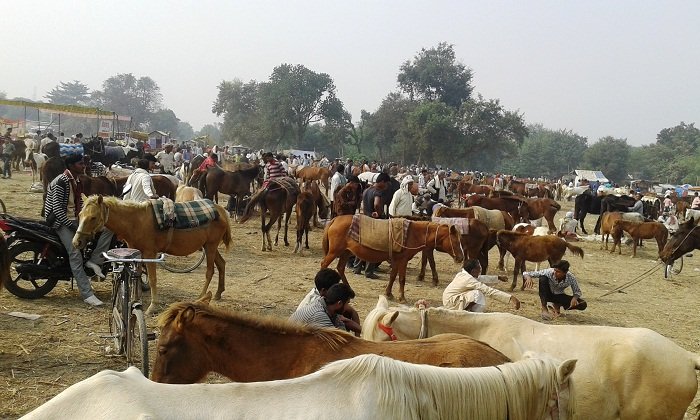 सुदिष्टपुरी मेले में जुटे अश्व व व्यापारी फोटो – बलिया लाइव