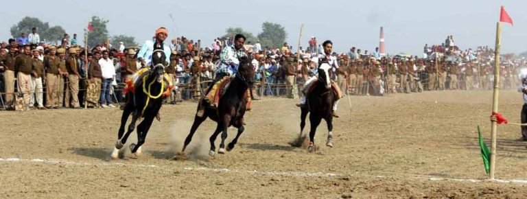 dadri_horse
