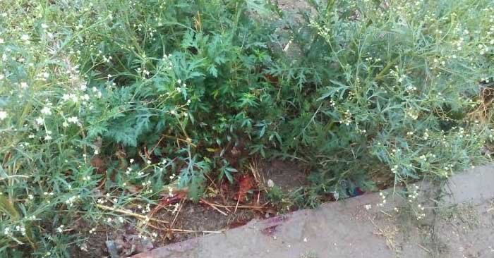 Bairiya_Behind-School._1