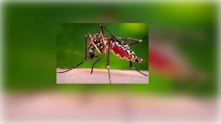 Aedes_Dengue