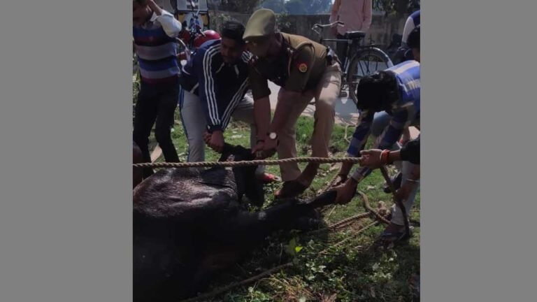 CowDrain_Sukhpura1