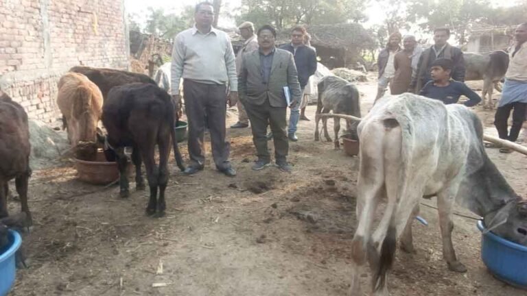 CowShade_Sikanderpur