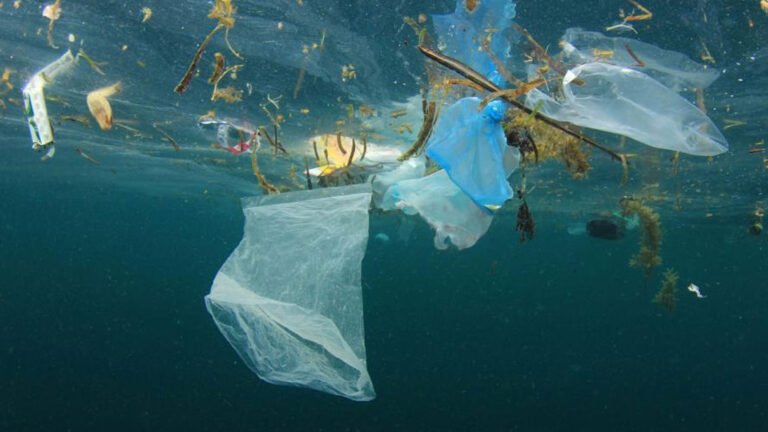 PLASTIC_FREE_DAY