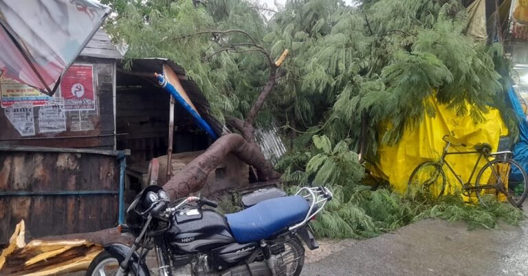 Maniar tree fall on Dhaba