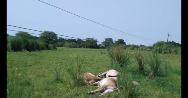 Neel cow