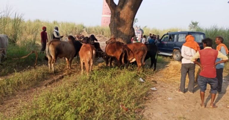 cow