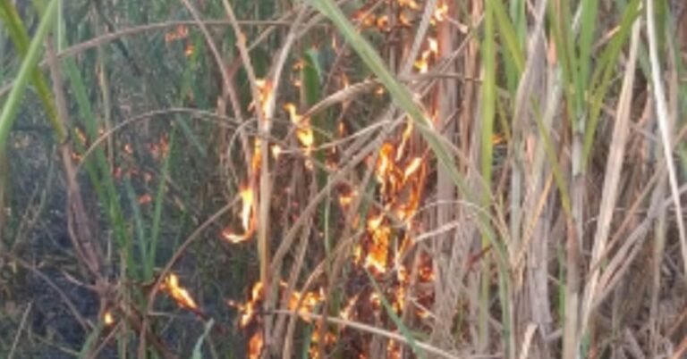 crop burn