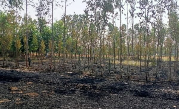 Teak and fruit plants year after fire