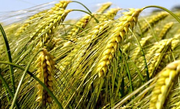 wheat crop farmers