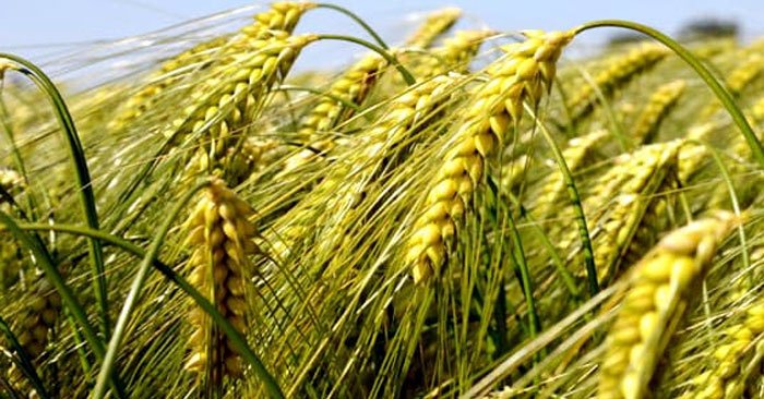 wheat crop farmers