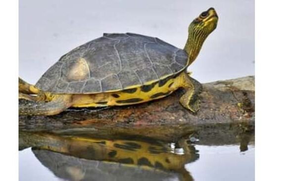 World Turtle Day celebrated with pomp