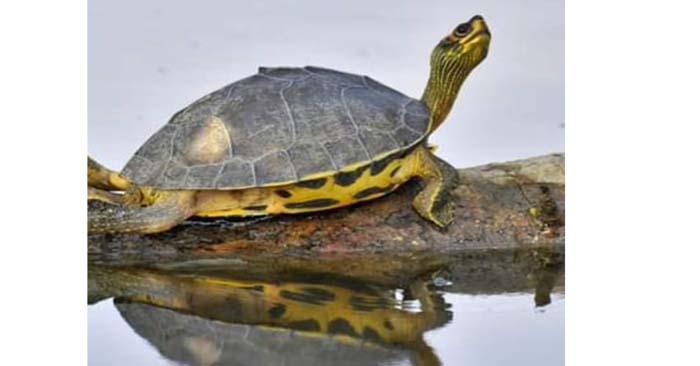 World Turtle Day celebrated with pomp