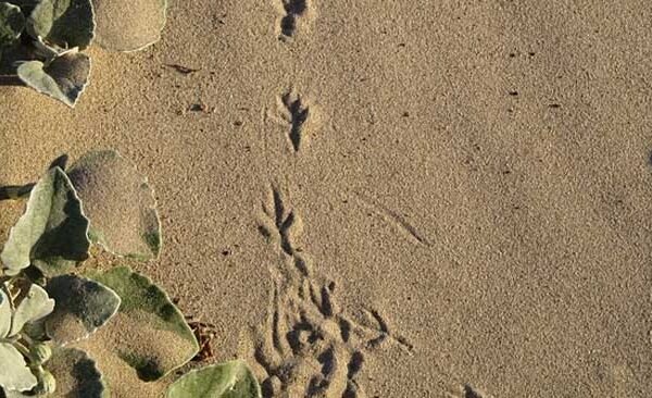 An atmosphere of fear created in the area after seeing the claw marks of an unexpected animal.