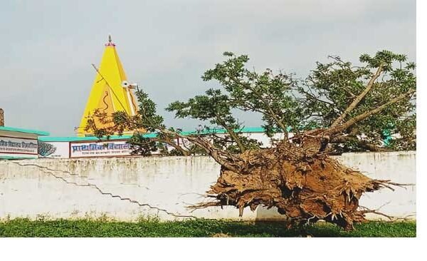 Huge mango tree fell in primary school Mishralia