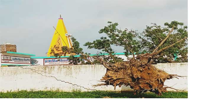 Huge mango tree fell in primary school Mishralia