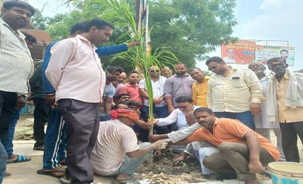 Plantation done on both sides of the road including Bansdih Saptarshi Square