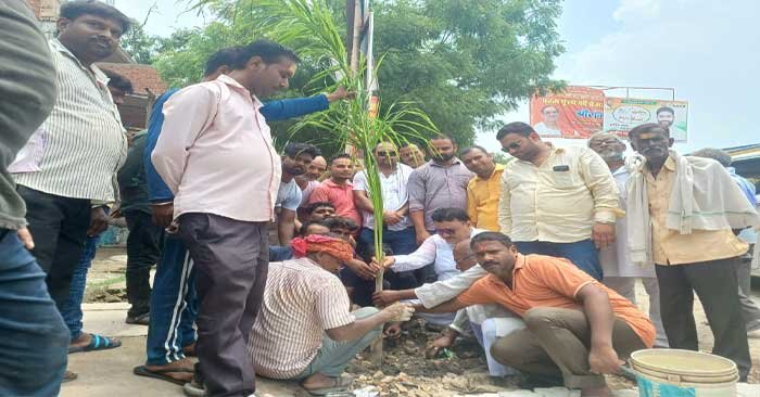 Plantation done on both sides of the road including Bansdih Saptarshi Square