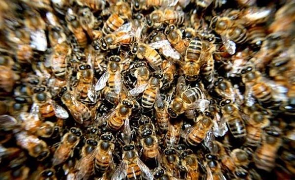 Elderly man dies due to bee attack, mourning in village