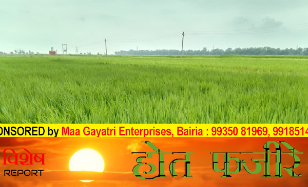 Special variety of paddy is being cultivated in 42 acres.