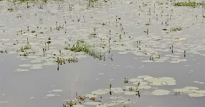 Boating stopped in Surha Tal, bird sanctuary waiting for tourism development; Plans are on hold