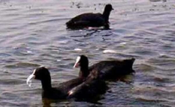 Boating stopped in Surha Tal, bird sanctuary waiting for tourism development; Plans are on hold