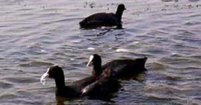 Boating stopped in Surha Tal, bird sanctuary waiting for tourism development; Plans are on hold