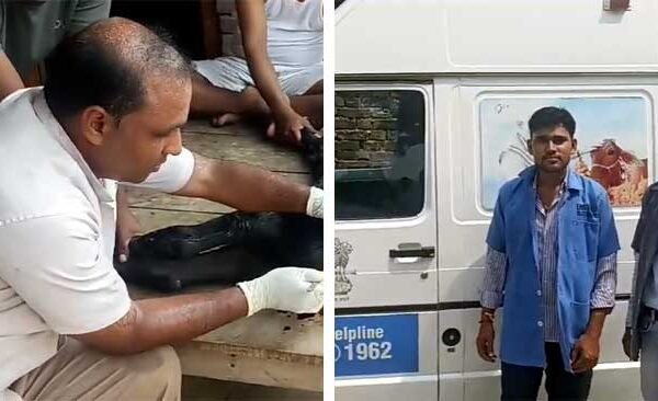 animal ambulence
