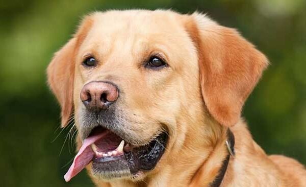 Dog bite patients increased, 150 patients come every day to get rabies vaccine.