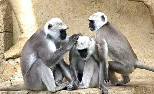 Terror of monkeys injured many in Adara of Dubhar police station area