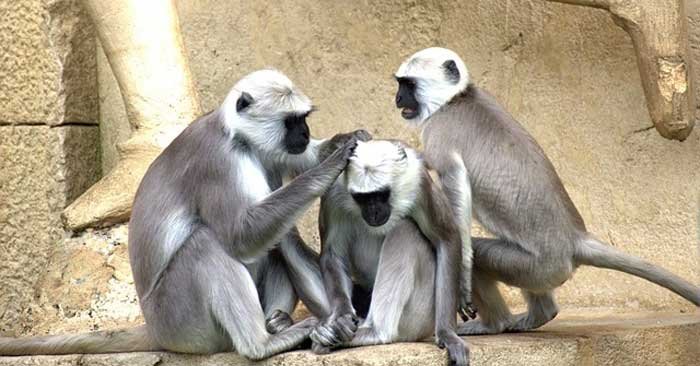 Terror of monkeys injured many in Adara of Dubhar police station area