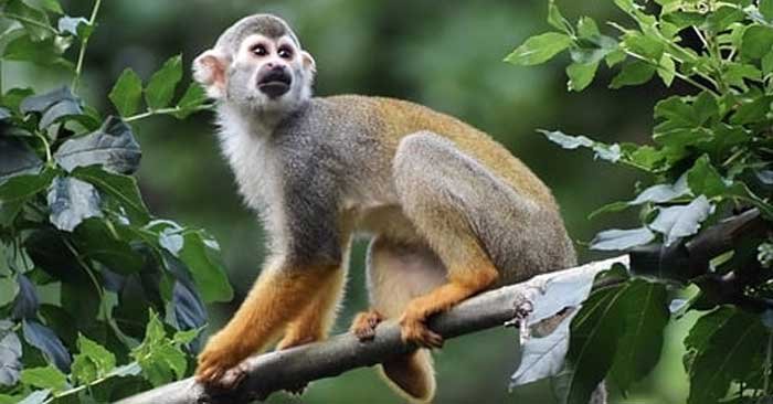 Terror of monkeys injured many in Adara of Dubhar police station area