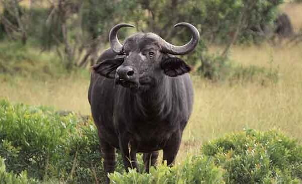 When the buffalo owner woke up, the buffalo thieves left the buffalo and its calf and fled with the pickup.