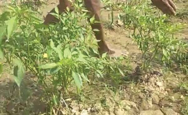 Ballia Live Special: Hot chilli adds sweetness to farmer's life, doubles his income