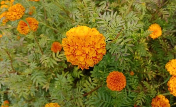 Millions of rupees are being earned from the cultivation of marigold flowers.