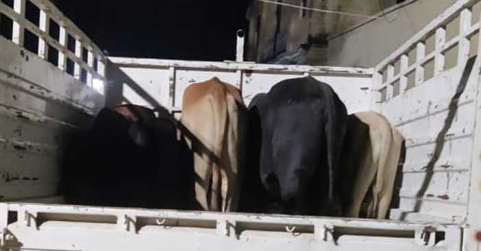 Smuggler arrested with animals - Ubhaav police got big success