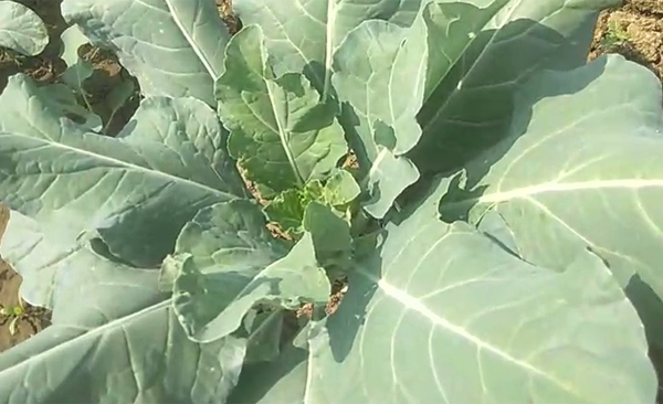 Ballia Live Special: This is the best time for cauliflower, know how it is cultivated