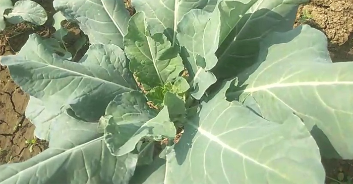 Ballia Live Special: This is the best time for cauliflower, know how it is cultivated