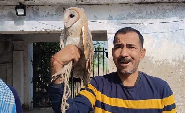 Rare species of white owl found injured in Nagara