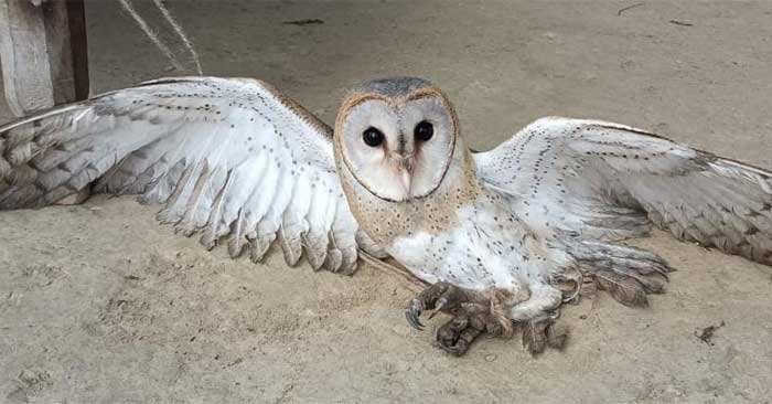 Rare species of white owl found injured in Nagara
