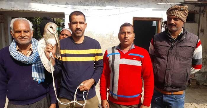 Rare species of white owl found injured in Nagara