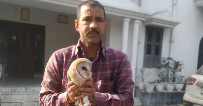 Rare species of white owl found injured in Nagara