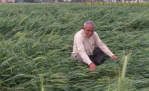 Food farmers suffered serious injuries due to sudden change in weather.