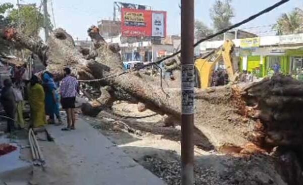 Giant tree fell on a house in Jalalpur, two women injured