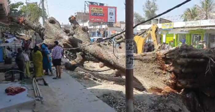 Giant tree fell on a house in Jalalpur, two women injured