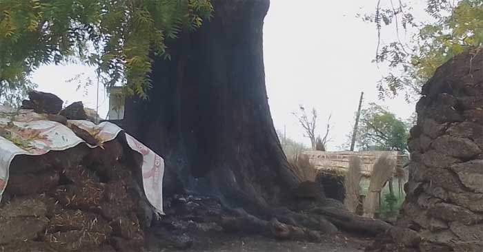 The tree caught fire due to lightning falling on a Neem tree in Ashapur on Wednesday.