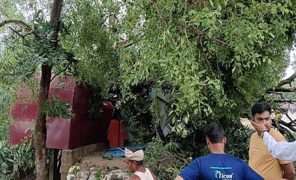 Ballia Tree Falling
