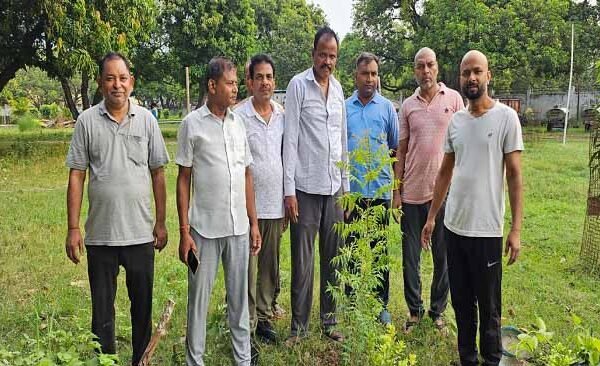 medicinal plantation