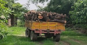 Haldi Mahua Tree 