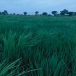 Ballia Dhan Khet