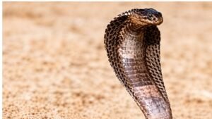 snake bite bansdih